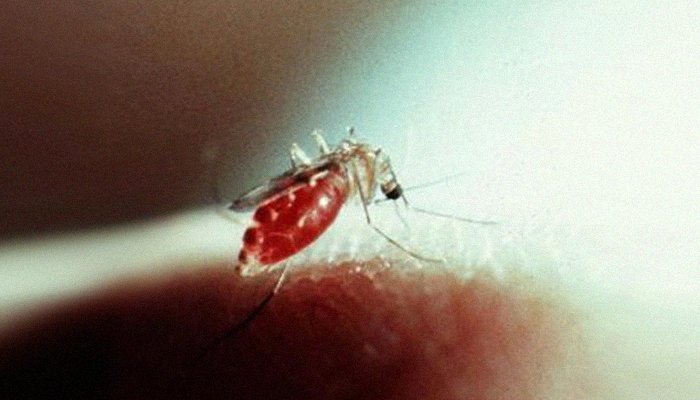 Punjab's dengue cases rise to 3,709 as 133 new patients diagnosed with virus
