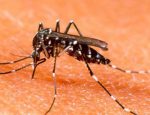 Two more die of dengue in Karachi