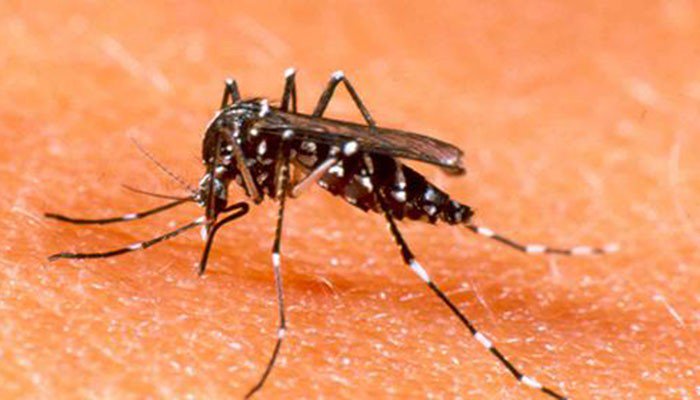 Two more die of dengue in Karachi
